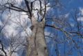 Common Horse-chestnut tree in winter