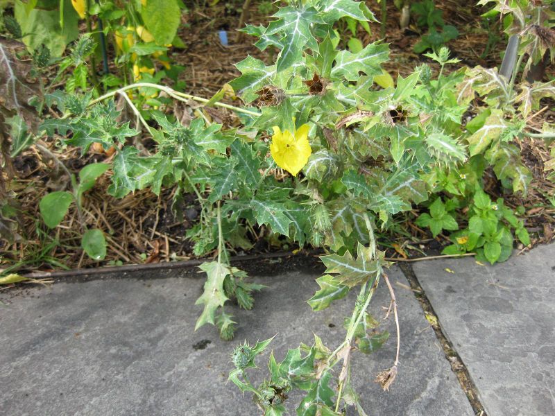 File:IMG 0790 bbg09.jpg
