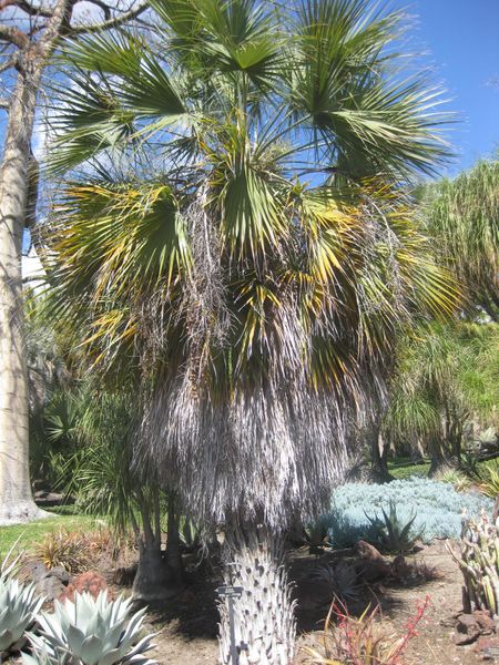 File:IMG 2194 hunt0903.jpg