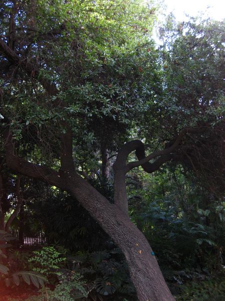 File:IMG 2478 ucla09.jpg
