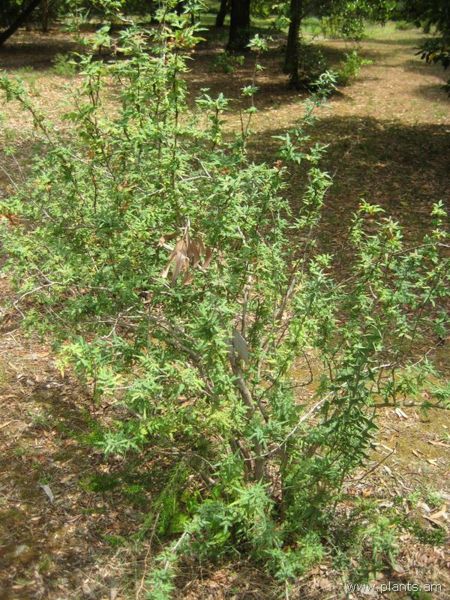File:Mahonia nerinii-IMG 3130 lokrun.jpg