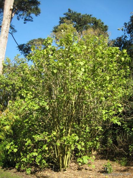 File:Montanoa hexagona-IMG 7787 sfbg0308.jpg
