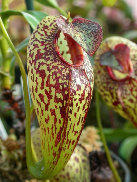 File:Nepenthes aristolochioides.jpg