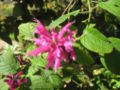 Salvia iodantha