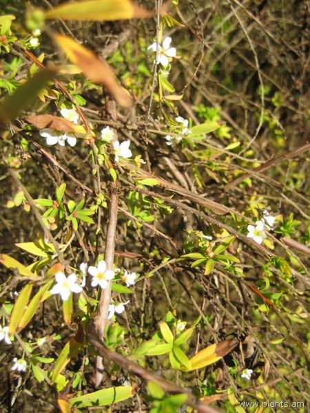 File:Spiraea thunbergii-ogon-IMG 7649 sfbg0308.jpg