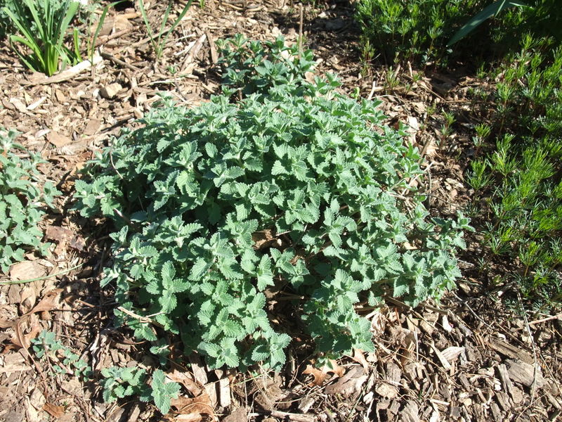 File:TalinumPaniculatumKingswoodGold.jpg