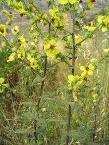 Wavyleaf Mullein (Verbascum sinuatum)