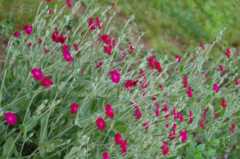 File:1024px-2009 6-2 Rose campion 75.JPG