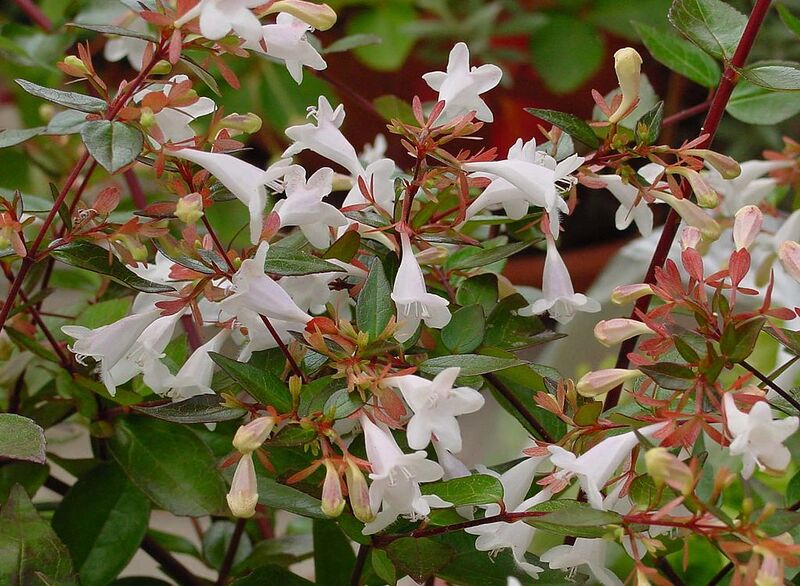 File:1024px-Abelia grandiflora A.jpg
