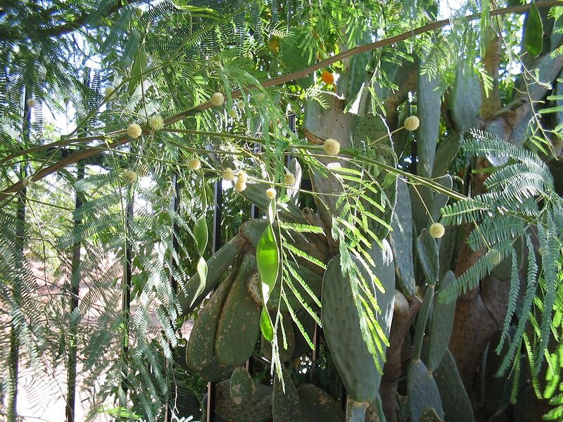 File:1280px-Acacia-berlandieri-pods.jpg