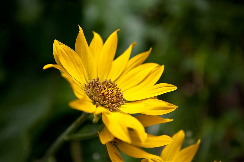 File:1280px-Balsamorhiza sagittata.jpg
