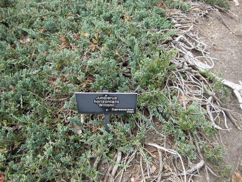 File:1280px-IMG 4472 hunt0904.jpg