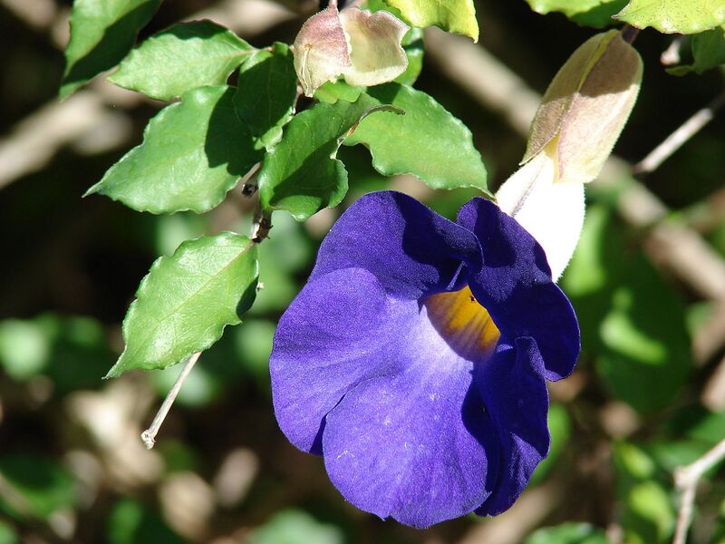 File:1280px-Starr 071024-9994 Thunbergia erecta.jpg
