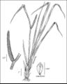 Sweet Flag (drawing)