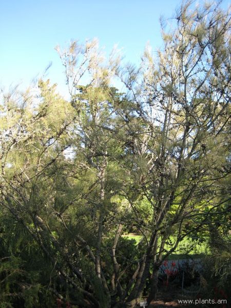 File:Allocasuarina nana-dwarf she oak-IMG 6933 sfbg0308.jpg