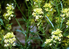 Barbarea vulgaris