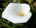 Zantedeschia aethiopica