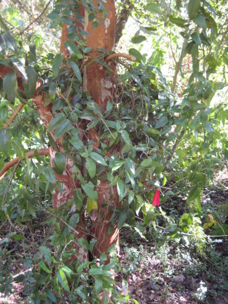 File:Chilean bellflower-lapageria rosea copihue-IMG 8108.JPG