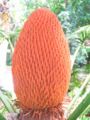 A male cone of Cycas circinalis