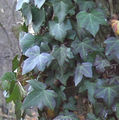 Lobed juvenile leaves on climbing stems