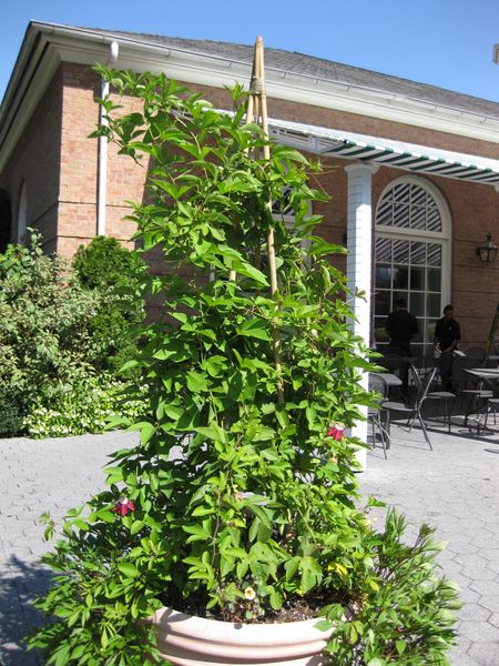 File:IMG 0434 nybg09.jpg
