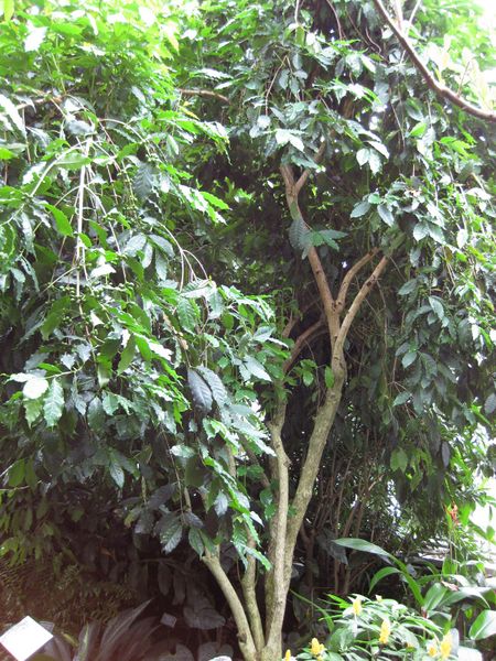 File:IMG 1135 bbg09.jpg