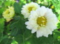 A cluster of chrysanthemums
