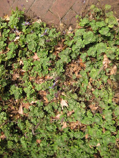 File:IMG 5239 hunt0904.jpg