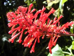 Flowers of Odontonema cuspidatum