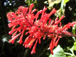 Flowers of Odontonema cuspidatum