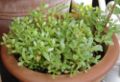 Purslane cultivar