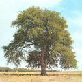 Thumbnail for version as of 04:31, 27 April 2007