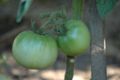 Unripe tomatoes on a vine, good for pickling