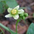 A close-up view of the male flowers of white bryony.
