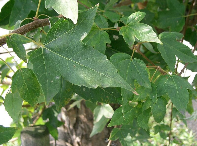 File:1024px-Acer buergerianum1.jpg