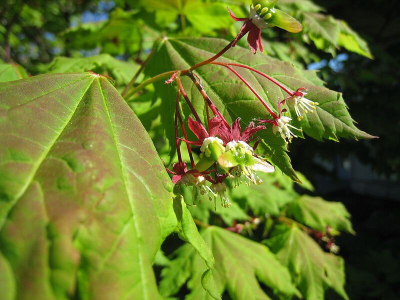 File:1024px-Acer circinatum flowers Ketchikan.jpg