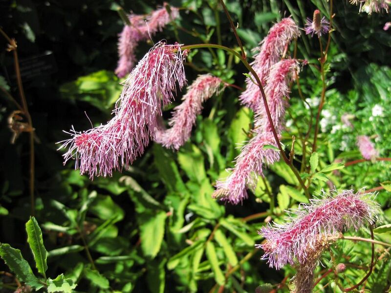 File:1024px-IMG 0223 nybg09.jpg