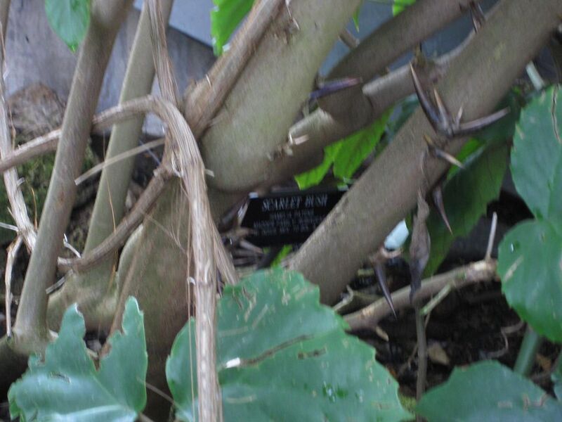File:1024px-IMG 0963 bbg09.jpg