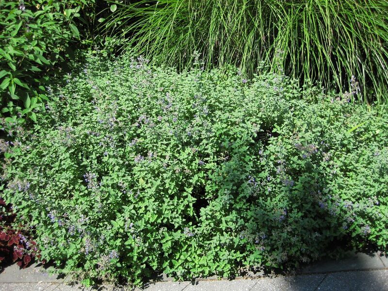 File:1280px-IMG 0183 nybg09.jpg