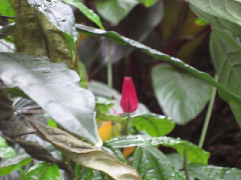 File:1280px-IMG 1080 bbg09.jpg