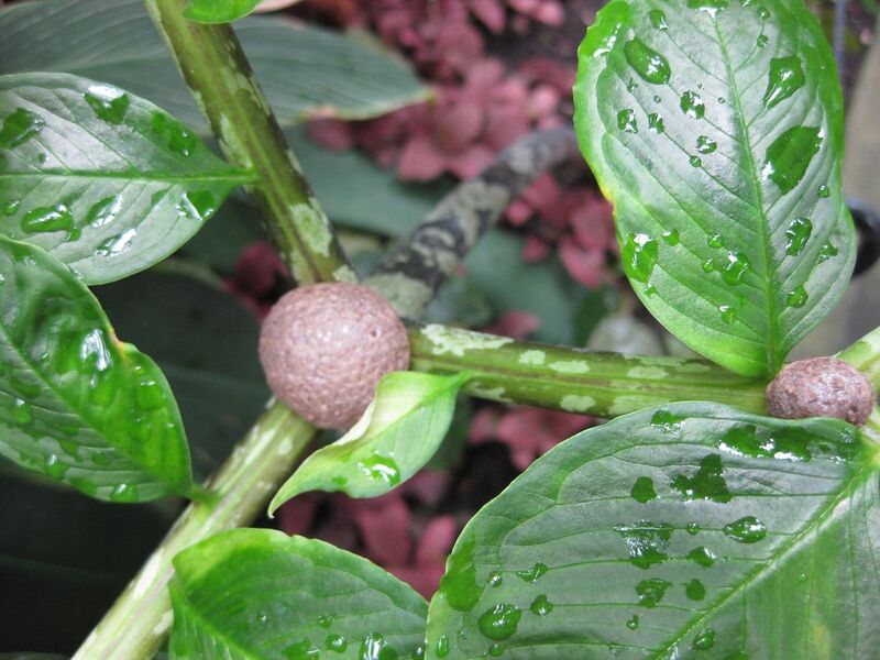 File:1280px-IMG 1091 bbg09.jpg