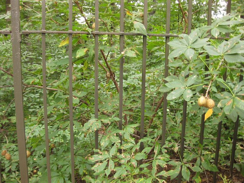 File:1280px-IMG 1446 bbg09.jpg