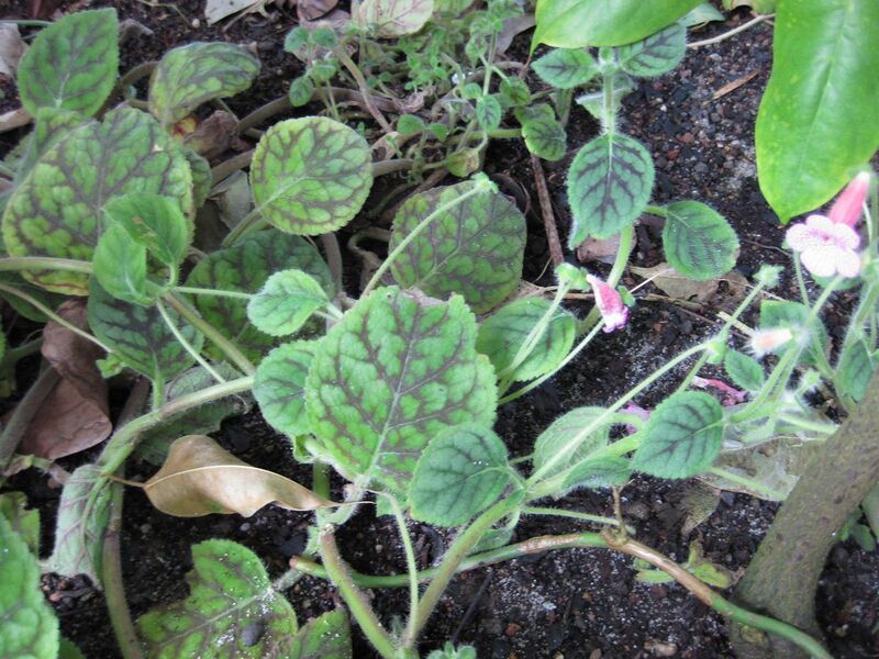 File:1280px-IMG 1768 hunt09oct.jpg