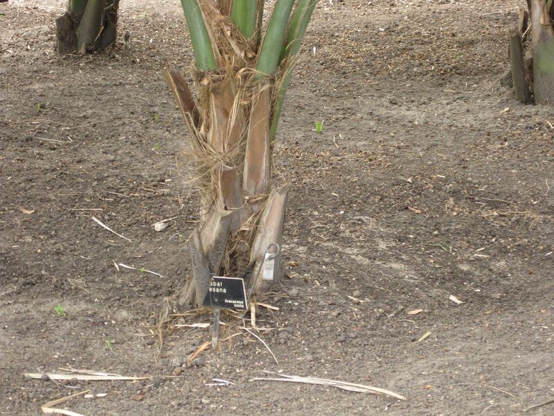 File:1280px-IMG 4119 hunt0904.jpg