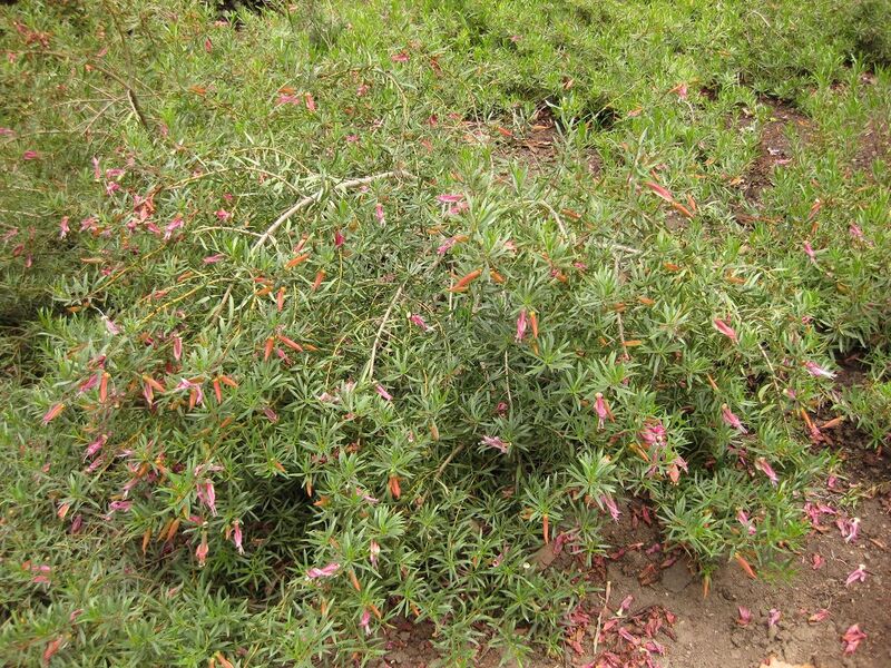 File:1280px-IMG 7299 hunt09jun.jpg