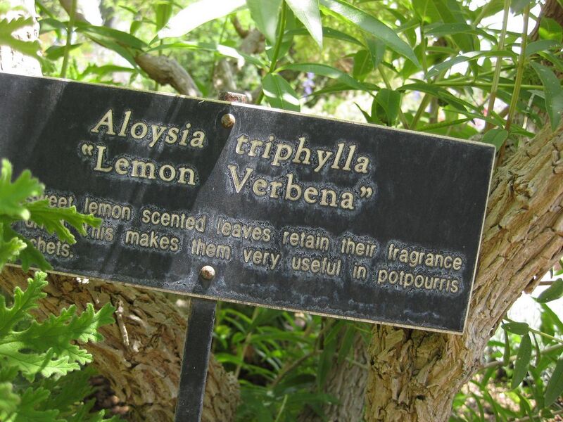 File:1280px-IMG 7680 hunt09jun.jpg