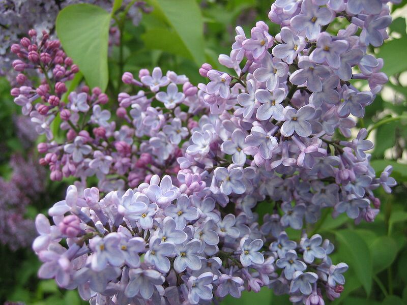 File:1280px-Stockholm-lilac.jpg