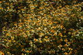 Thumbnail for version as of 11:55, 13 January 2010
