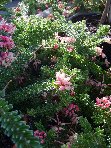 File:576px-Grevillea lanigera mount tamboritha.jpg