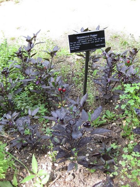 File:576px-IMG 0630 bbg09.jpg